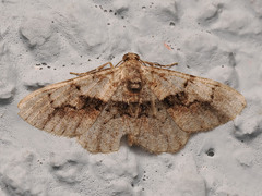 Psilalcis galsworthyi