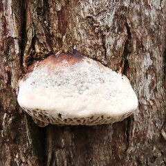 Hexagonia vesparia