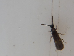 Malthodes pumilus