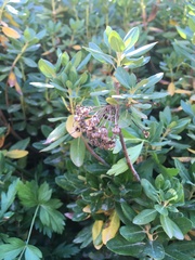 Rhododendron columbianum