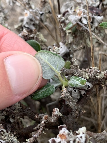 Seacliff buckwheat foliage
