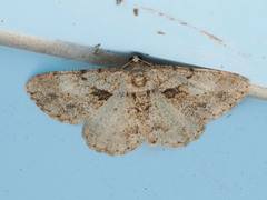 Psilalcis galsworthyi