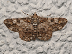 Cleora alienaria