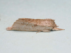 Ambadra modesta