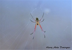Leucauge argyra