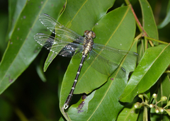 Hemigomphus heteroclytus