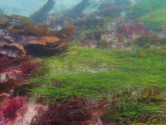 Halichoeres californicus