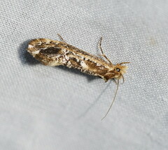 Moerarchis inconcisella