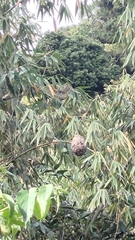 Crematogaster rogenhoferi