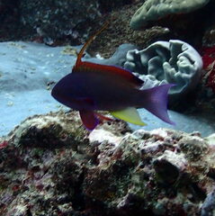 Pseudanthias squamipinnis
