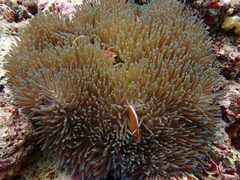 Heteractis magnifica