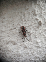 Caenocoris nerii