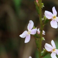 Stylidium