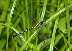 Austrogomphus amphiclitus