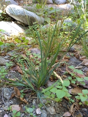 Juncus xiphioides