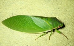 Cystosoma saundersii