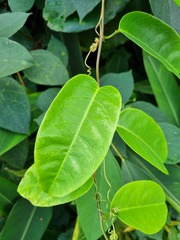 Passiflora laurifolia