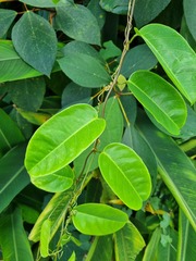 Passiflora laurifolia