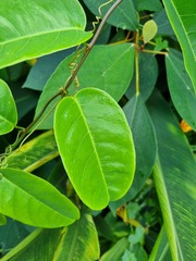 Passiflora laurifolia
