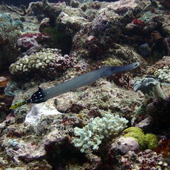 Aulostomus chinensis