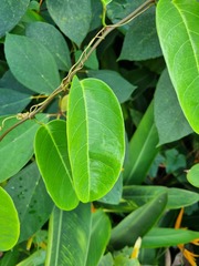 Passiflora laurifolia
