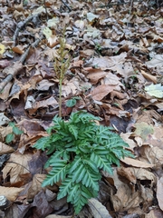 Sceptridium dissectum