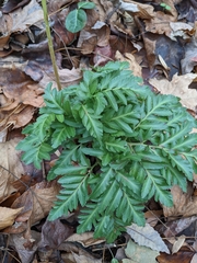 Sceptridium dissectum