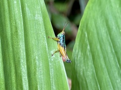 Caryanda spuria