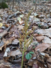 Sceptridium dissectum