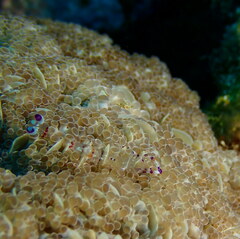 Ancylomenes speciosus