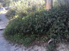 Rhododendron columbianum