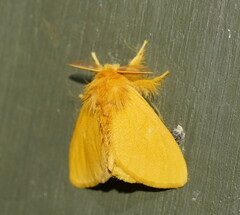 Euproctis crocea