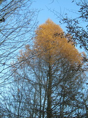 Larix decidua