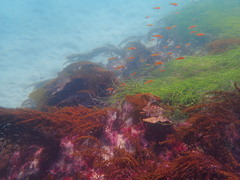 Halichoeres semicinctus