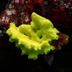 Calcarea