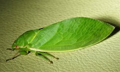 Cystosoma saundersii
