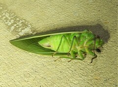 Cystosoma saundersii