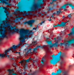 Hippocampus bargibanti