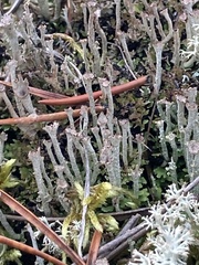 Cladonia gracilis