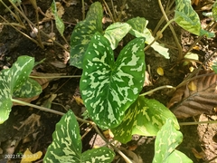 Caladium praetermissum