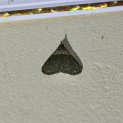 Sitophora totafusca
