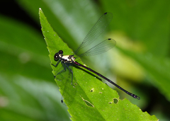 Austroargiolestes chrysoides