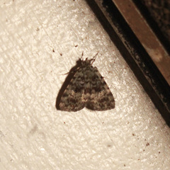 Glenopteris herbidalis