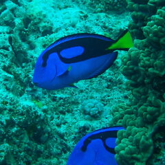 Paracanthurus hepatus