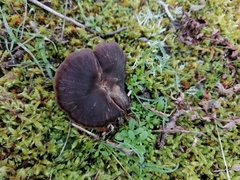 Entoloma sericeum