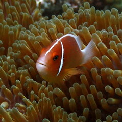 Amphiprion perideraion