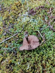 Entoloma sericeum