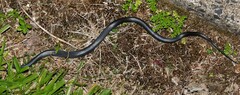 Cryptophis nigrescens