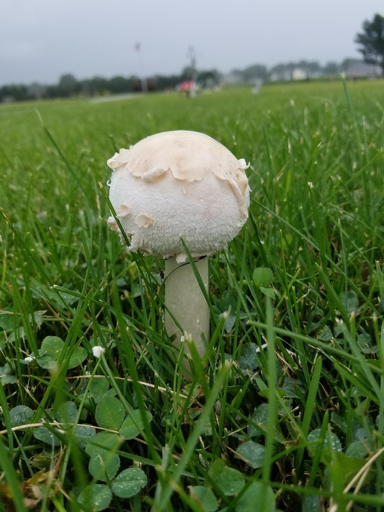 greenspored parasol from Sacred Heart Cemetery, Remington, Indiana