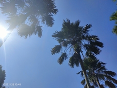 Saribus rotundifolius